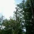 Professional tree services in Alabama, offering affordable care and emergency storm assistance.
