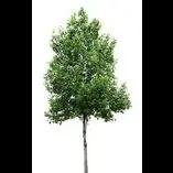 Duncan Brooks Arborist offers expert tree care in Central Texas with over 41 years of experience and certified staff.