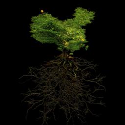 Sage Roots Consulting provides tailored solar energy solutions and business consulting in Carlsbad, CA since 2016.