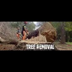 Professional tree services in Northeast Ohio with 20+ years of experience and a commitment to safety.