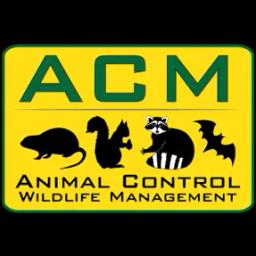 ACM provides humane wildlife removal and control services across central Florida, ensuring effective and permanent solutions.