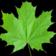 Professional tree care services in Central Florida, dedicated to quality and affordability since 2010.