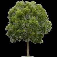 Sioux Falls' top-rated tree care service specializing in removal, trimming, and landscaping safety.