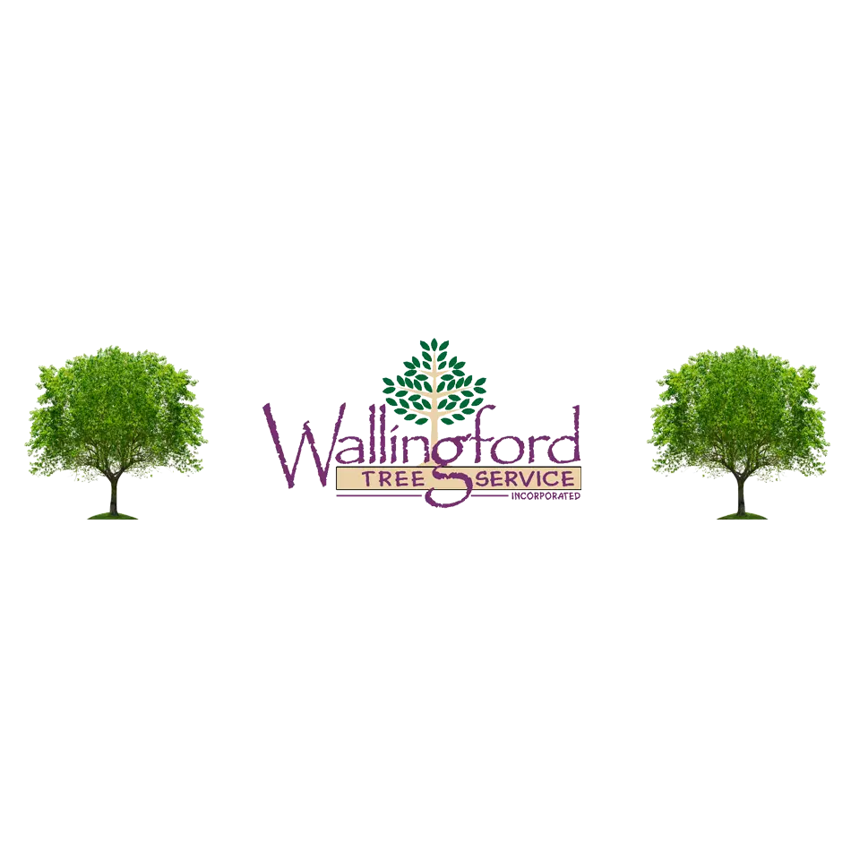 Wallingford Tree Service, Inc.