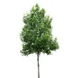 Duncan Brooks/Arborist, LLC