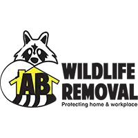 A B Wildlife Removal