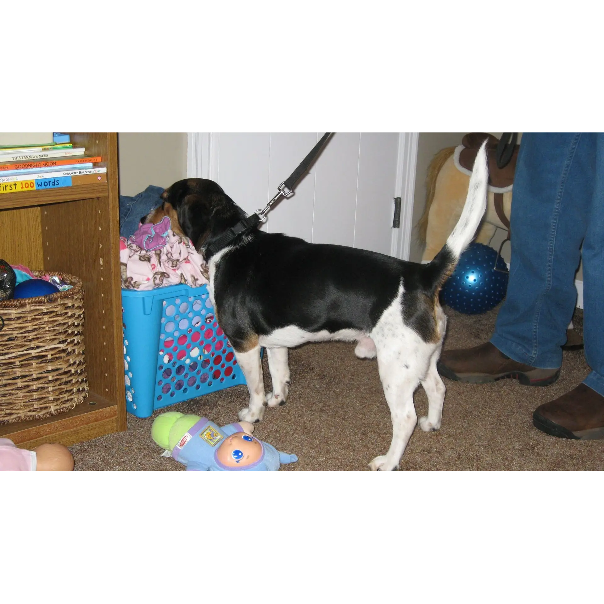 Buckeye Bed Bug Detection, LLC