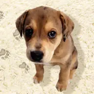 Mass Carpet Care LLC