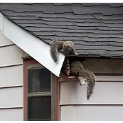 Elite Wildlife Removal and Prevention, LLC