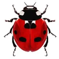 Beetle Lawn & Ornamental Fertilization and Pest Control